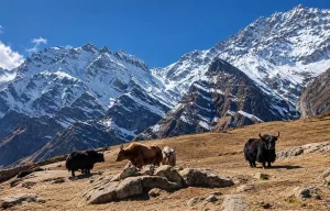 Nar Phu Valley Trek 10 Days